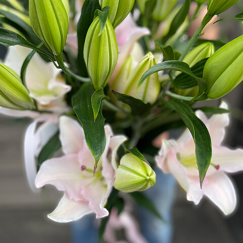 Soft pink lilies