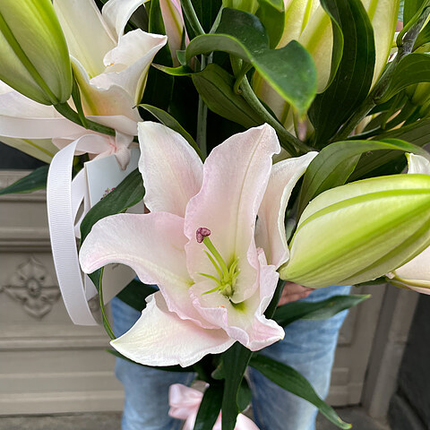 Soft pink lilies