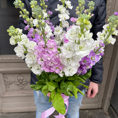 Matthiola, a bouquet of different colors