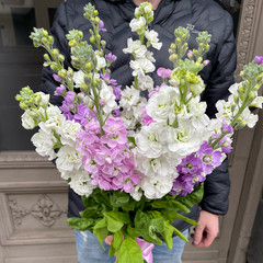 Matthiola, a bouquet of different colors