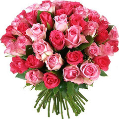 51 rozā roze