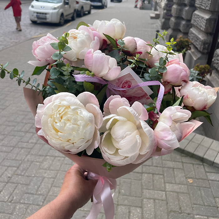Peonijas Gardenia balta ar rozā